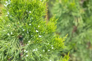 Juniperus virginiana 'Canaertii' - P11 - image 4