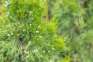 Juniperus virginiana 'Canaertii' - 125-150 CM C45 - image 4