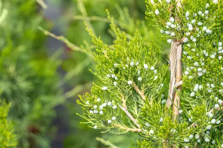 Juniperus virginiana 'Canaertii' - P11 - image 2