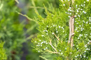 Juniperus virginiana 'Canaertii' - P11 - image 2