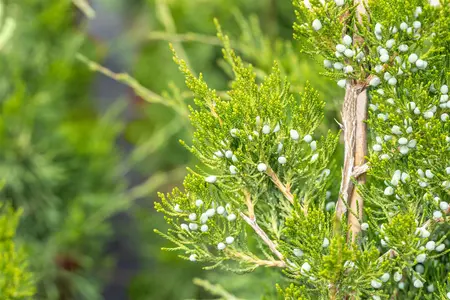 Juniperus virginiana 'Canaertii' - 125-150 CM C45 - image 2
