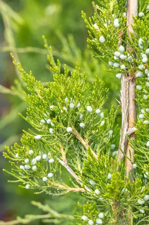 Juniperus virginiana 'Canaertii' - P11 - image 3