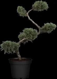 Juniperus virginiana 'Grey Owl' - S- shape C20 - image 2