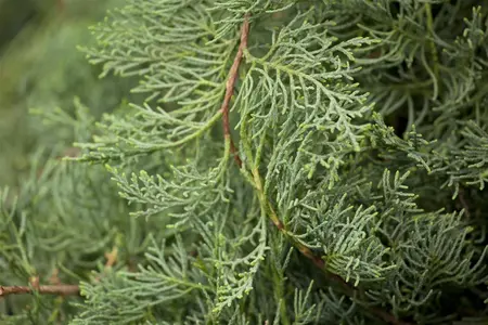 Juniperus virginiana 'Grey Owl' - BONSAI 150-175 CM C130 - image 1