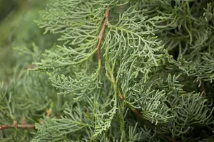 Juniperus virginiana 'Grey Owl' - BONSAI 150-175 CM C130 - image 1