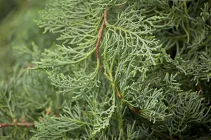 Juniperus virginiana 'Grey Owl' - 40-50 CM C5