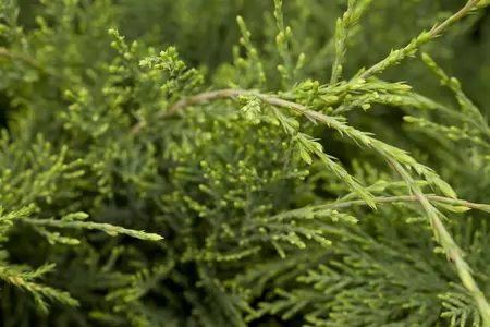 Juniperus virginiana 'Hetz' - LINERS 28 CEL TRAY P9 SIZE