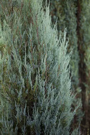 Juniperus virginiana 'Sulphur Spray' - P9 - image 1