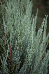 Juniperus virginiana 'Sulphur Spray' - P9 - image 3