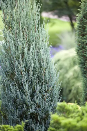 Juniperus virginiana 'Sulphur Spray' - P9 - image 4