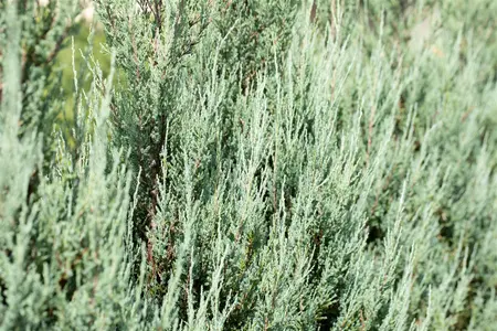 Juniperus virginiana 'Sulphur Spray' - P9 - image 5