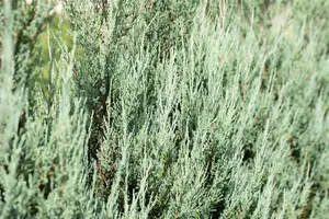 Juniperus virginiana 'Sulphur Spray' - P9 - image 5
