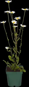 Kalimeris incisa