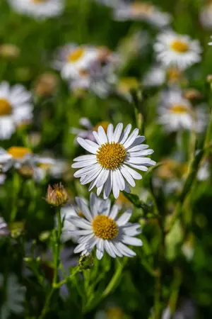 Kalimeris incisa 'Alba' - 1.5 Ltr pot - image 5