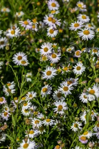 Kalimeris incisa 'Alba' - P11 - image 4