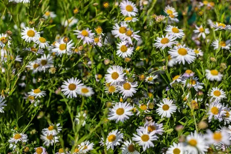 Kalimeris incisa 'Alba' - 1.5 Ltr pot - image 3