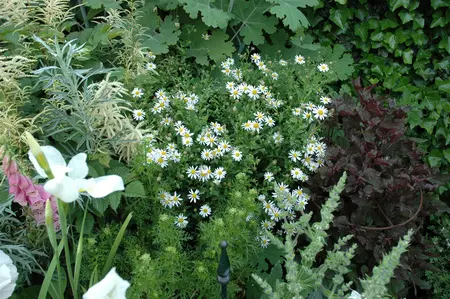 Kalimeris incisa 'Alba' - 1.5 Ltr pot - image 1