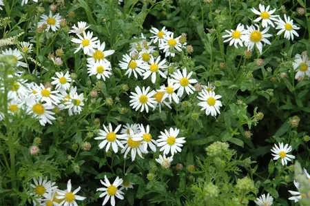 Kalimeris incisa 'Alba' - 1.5 Ltr pot - image 2