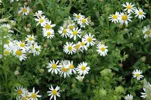 Kalimeris incisa 'Alba' - 1.5 Ltr pot - image 2