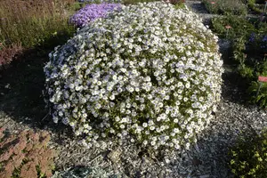 Kalimeris incisa 'Madiva'