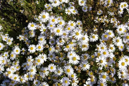 Kalimeris incisa 'Madiva' - PLUG/CELGROWN 100 CEL TRAY - image 2