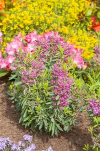 Kalmia angustifolia 'Rubra'
