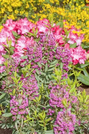 Kalmia angustifolia 'Rubra' - 2 Ltr pot - image 2