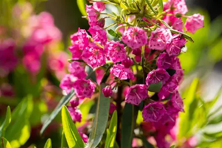 Kalmia angustifolia 'Rubra' - 2 Ltr pot - image 3