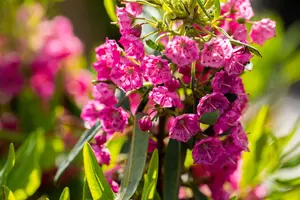 Kalmia angustifolia 'Rubra' - 2 Ltr pot - image 3