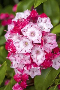 Kalmia latifolia - 40-50 CM C3 - image 2