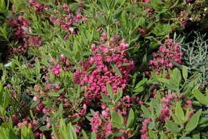 Kalmia latifolia - 25-30 CM C3 - image 3