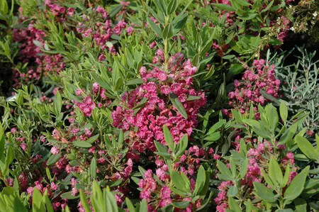 Kalmia latifolia - 40-50 CM C3 - image 3