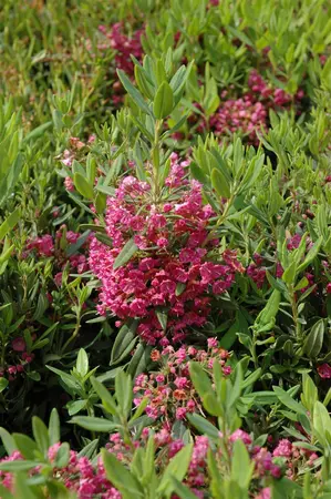 Kalmia latifolia - 25-30 CM C3 - image 4