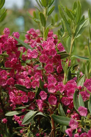 Kalmia latifolia - 25-30 CM C4 - image 5