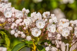 Kalmia latifolia 'Elf'