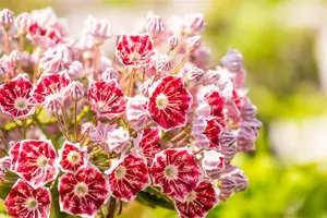 Kalmia latifolia 'Kaleidoscope' - P9
