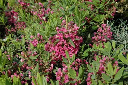 Kalmia latifolia 'Kardinal' - 25-30 CM C4 - image 3