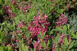 Kalmia latifolia 'Kardinal' - 25-30 CM C4 - image 3