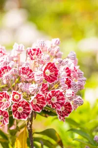 Kalmia latifolia 'Minuet' - 30-40 CM C5 - image 2