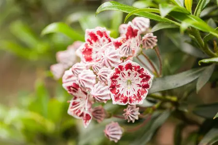 Kalmia latifolia 'Nani' - 3 Ltr pot - image 1
