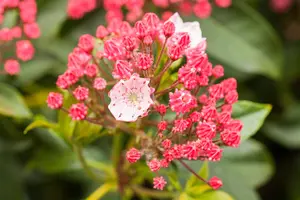 Kalmia latifolia 'Peppermint' - 3 Ltr pot