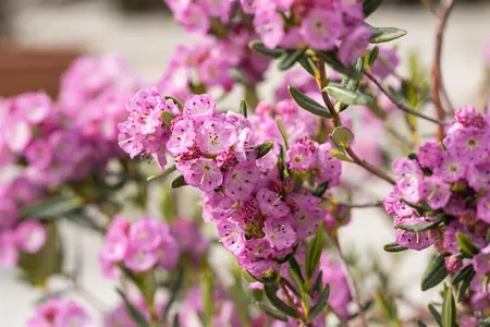 Kalmia polifolia 'Newfoundland' - P9 - image 1