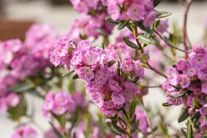 Kalmia polifolia 'Newfoundland'