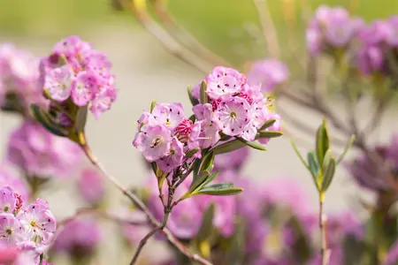 Kalmia polifolia 'Newfoundland' - P9 - image 2