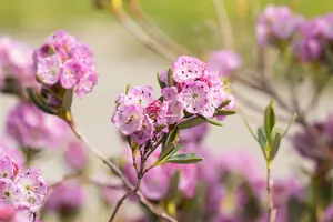 Kalmia polifolia 'Newfoundland' - P9 - image 2