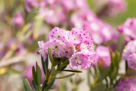 Kalmia polifolia 'Newfoundland' - P9 - image 3