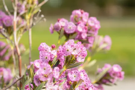 Kalmia polifolia 'Newfoundland' - P9 - image 4