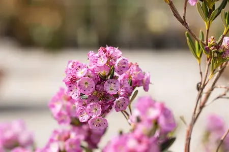 Kalmia polifolia 'Newfoundland' - P9 - image 5
