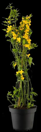 KERRIA j GOLDEN GUINEA 5L 60-80CM - image 4