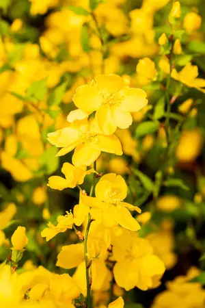 Kerria japonica - 2 Ltr pot - image 2